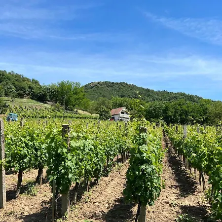 Vine