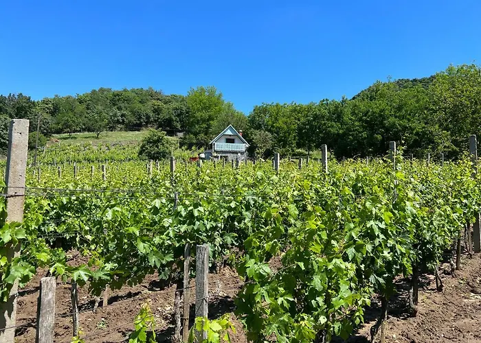 Vine Appartamento Kaptalantoti